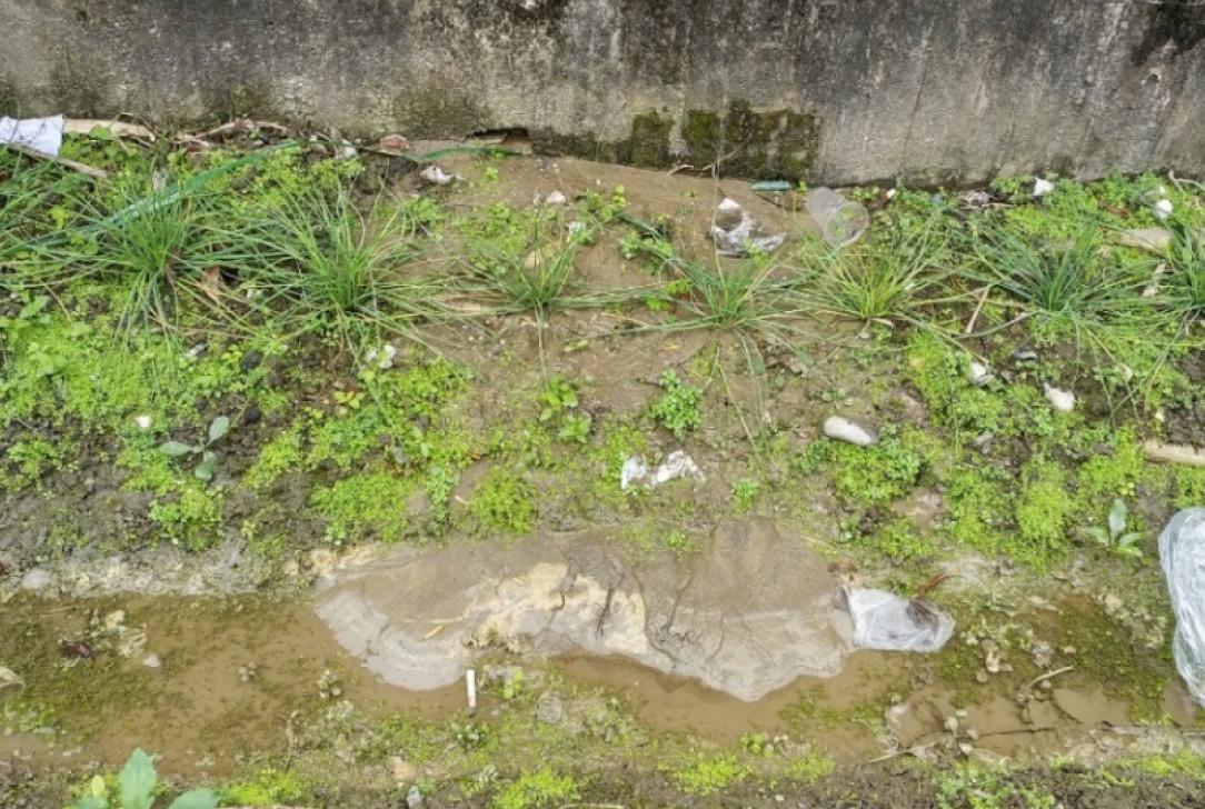 花蓮縣花蓮市美崙溪東側河堤下農田與擋土牆間隙擠出小規模噴砂現象。(根據經濟部中央地質調查所, 2018)